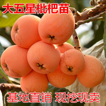 大五星枇杷苗包成活当年结果南北方种植死苗免费补发