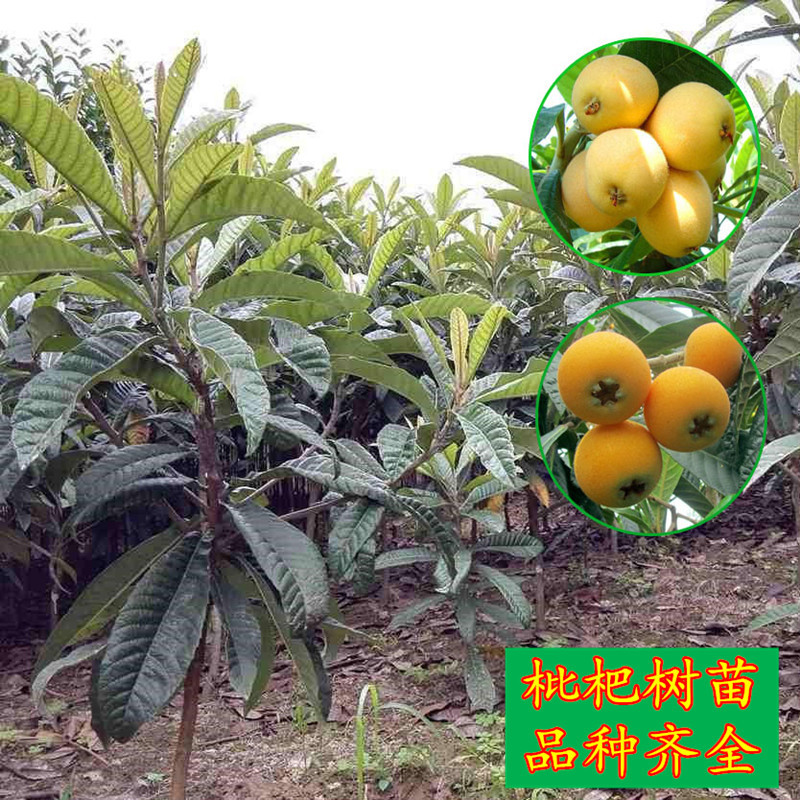 大五星枇杷苗包成活当年结果南北方种植死苗免费补发