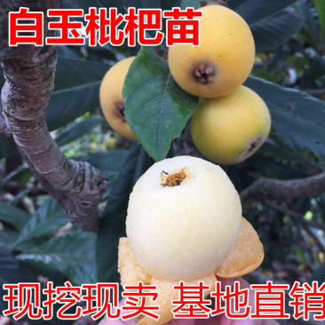 白玉枇杷苗包成活现挖现卖当年结果南北方种植死苗免费补发
