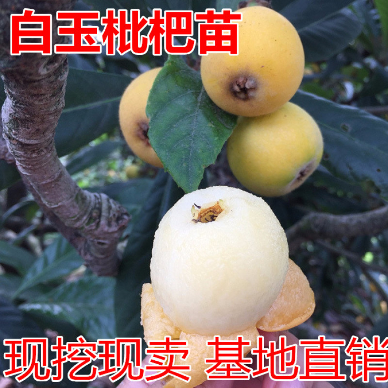白玉枇杷苗包成活现挖现卖当年结果南北方种植死苗免费补发