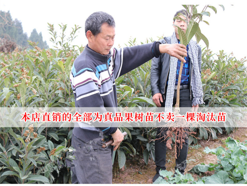 白玉枇杷苗包成活现挖现卖当年结果南北方种植死苗免费补发