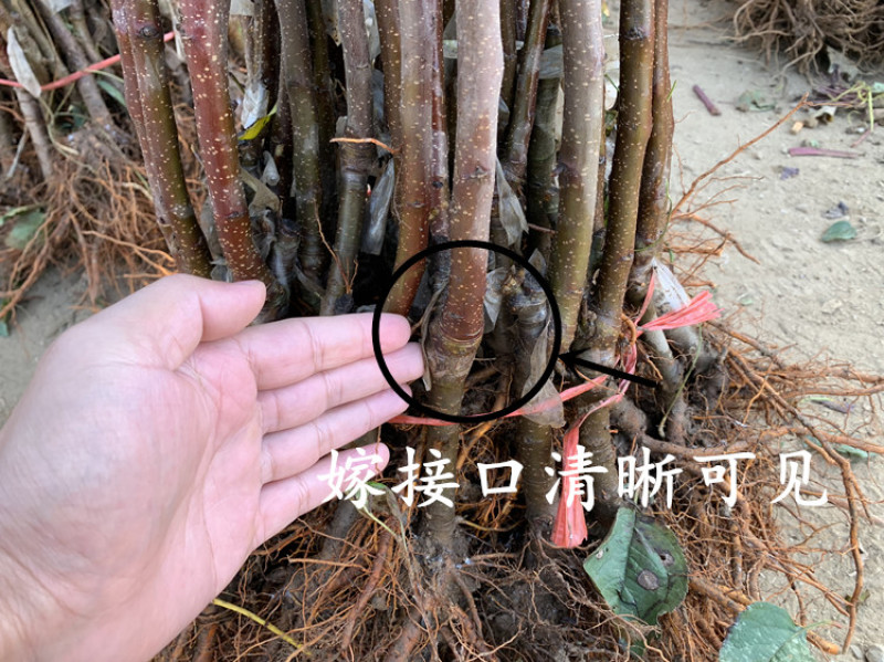 红富士苹果苗包成活当年结果南北方种植死苗免费补发