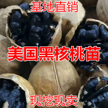 美国黑核桃苗包成活当年结果南北方种植死苗免费补发