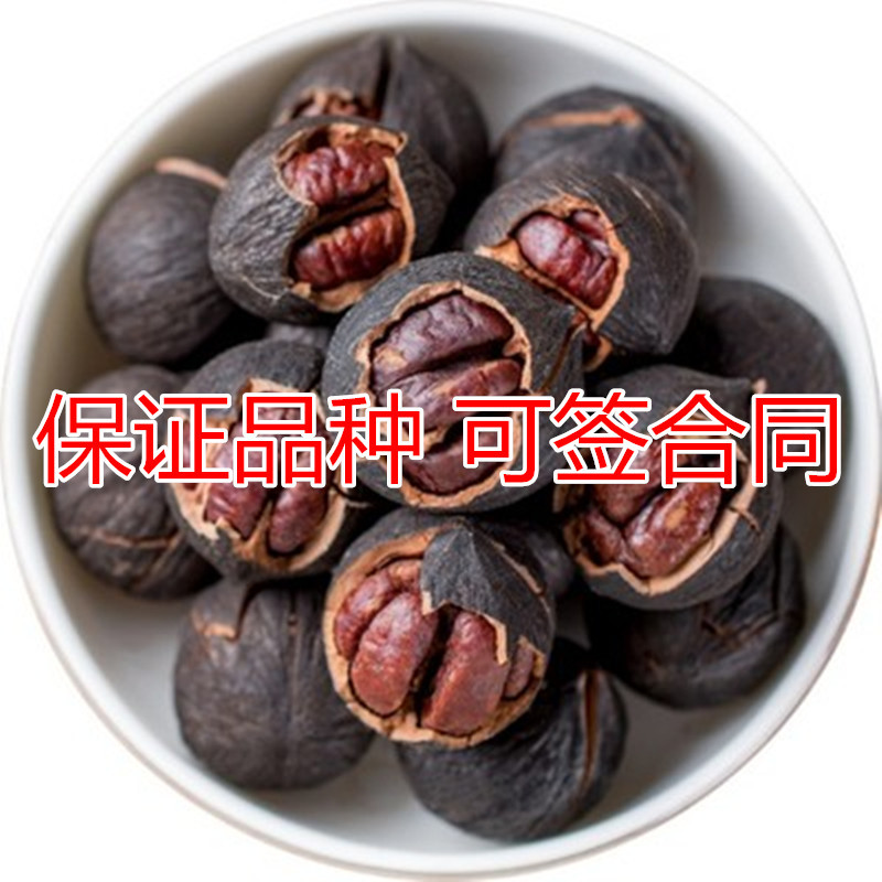 美国黑核桃苗包成活当年结果南北方种植死苗免费补发