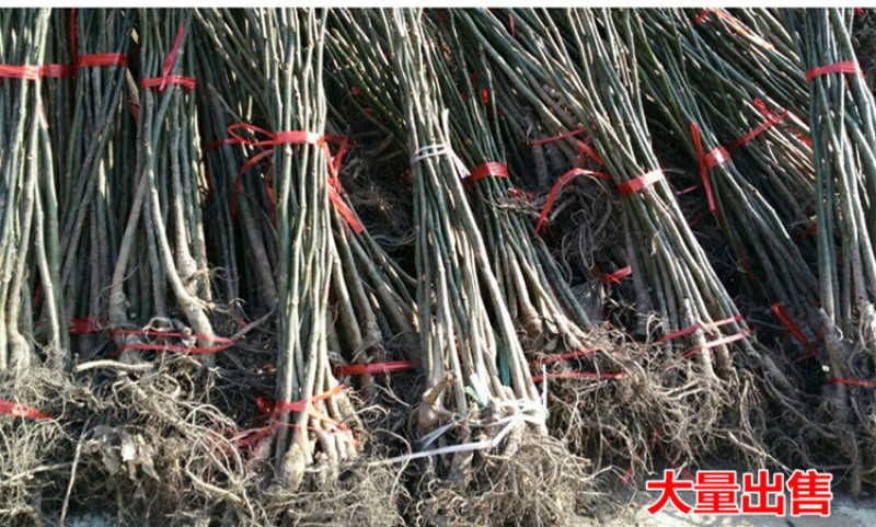 美国黑核桃苗包成活当年结果南北方种植死苗免费补发