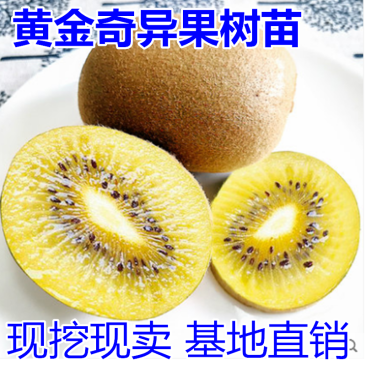 黄金奇异果猕猴桃苗包成活当年结果南北方种植死苗免费补发
