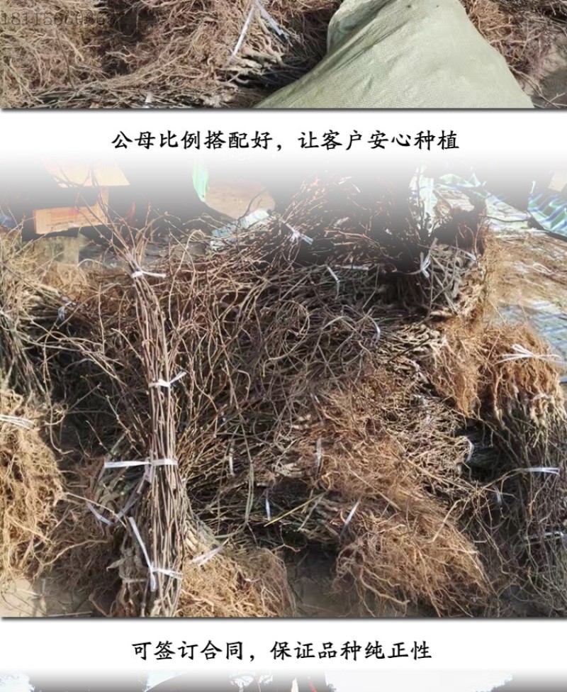 黄金奇异果猕猴桃苗包成活当年结果南北方种植死苗免费补发