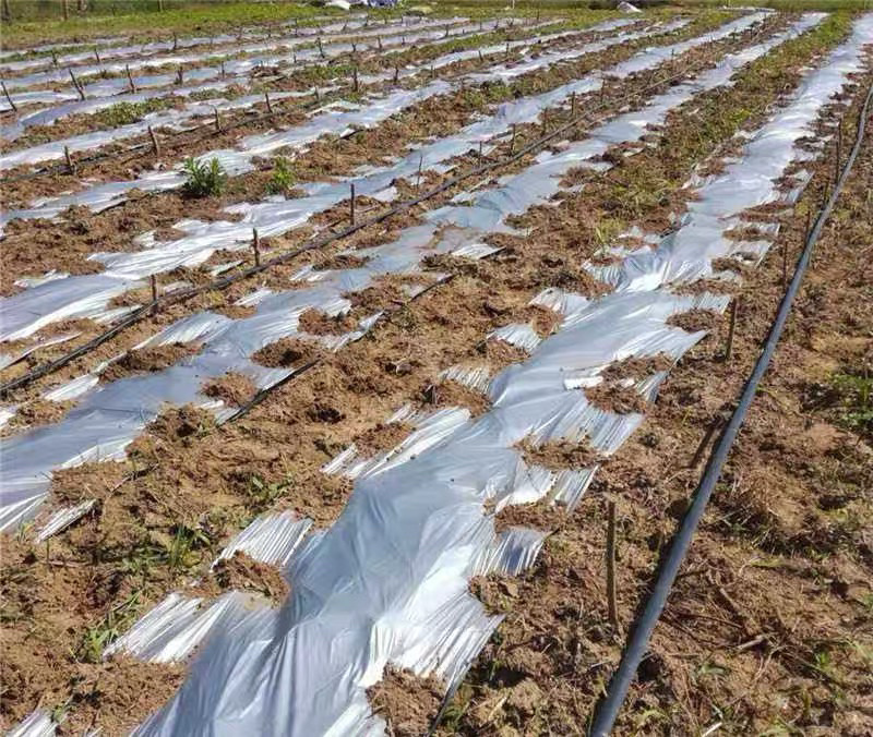 【有好货】地膜银灰双色反光防草地膜银黑地膜农用地膜