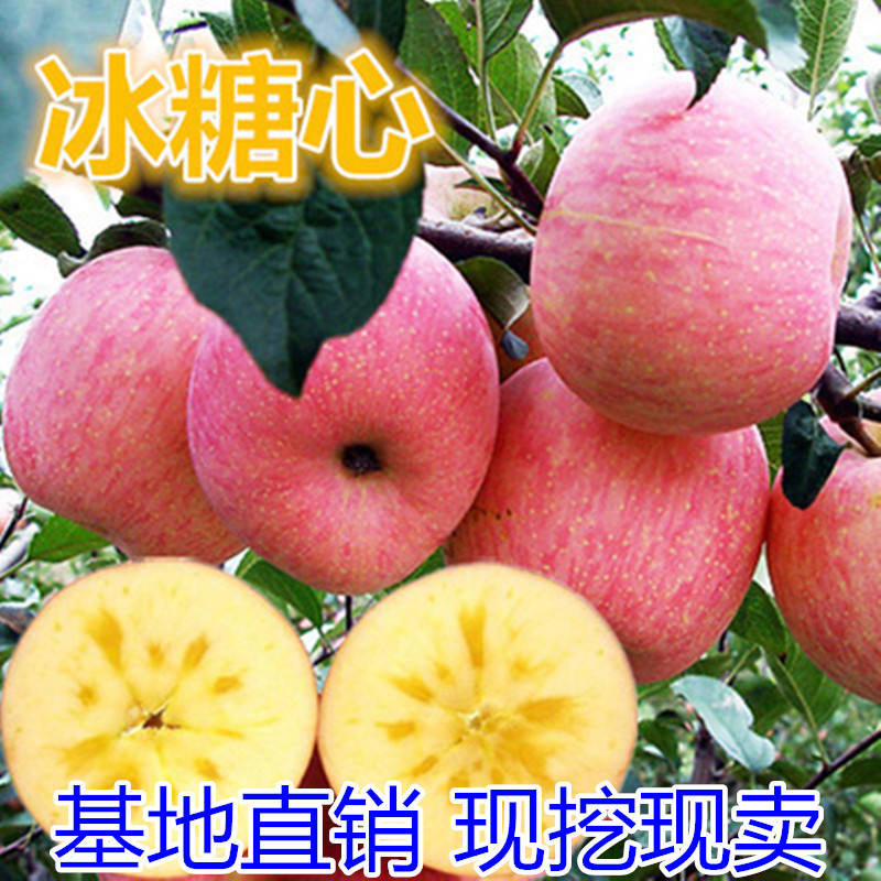 冰糖心苹果苗包成活当年结果南北方种植死苗免费补发