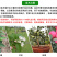 冰糖心苹果苗包成活当年结果南北方种植死苗免费补发