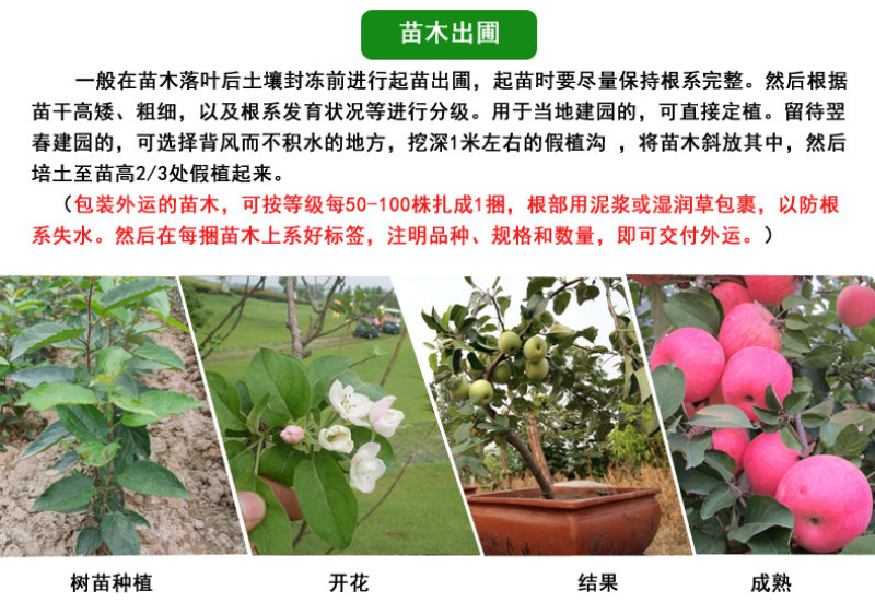 冰糖心苹果苗包成活当年结果南北方种植死苗免费补发