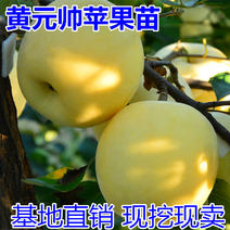 黄元帅苹果苗包成活当年结果南北方种植死苗免费补发