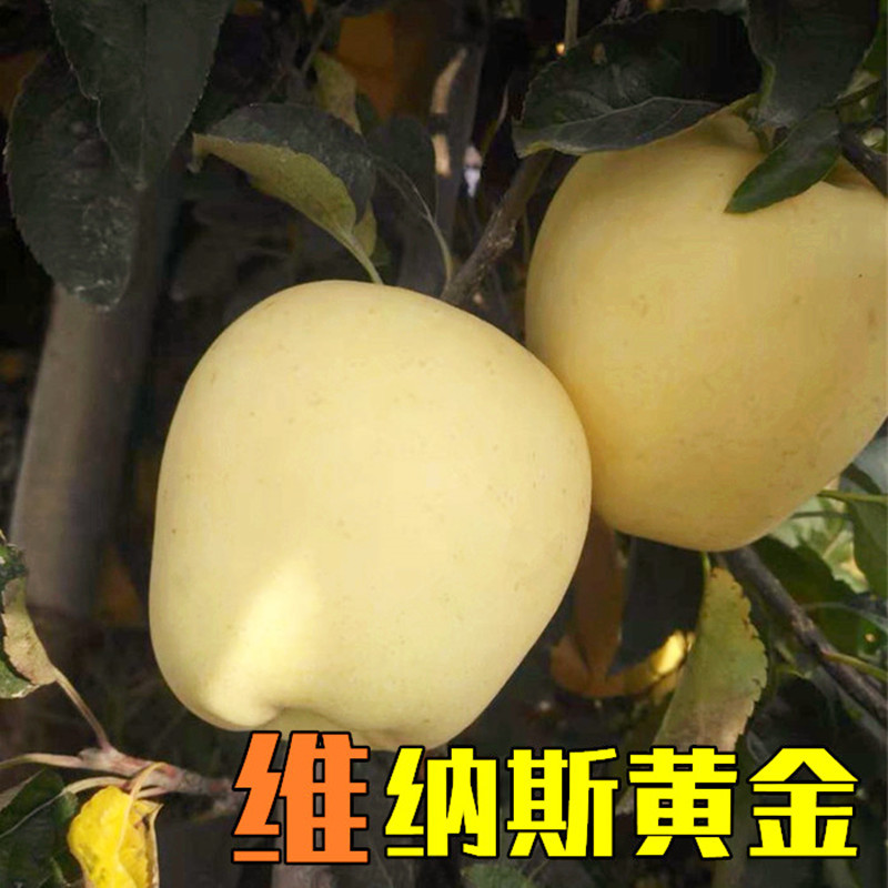 维纳斯黄金苹果苗包成活当年结果南北方种植死苗免费补发