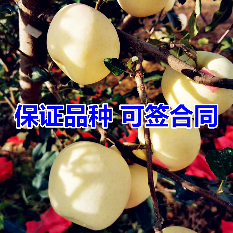 维纳斯黄金苹果苗包成活当年结果南北方种植死苗免费补发