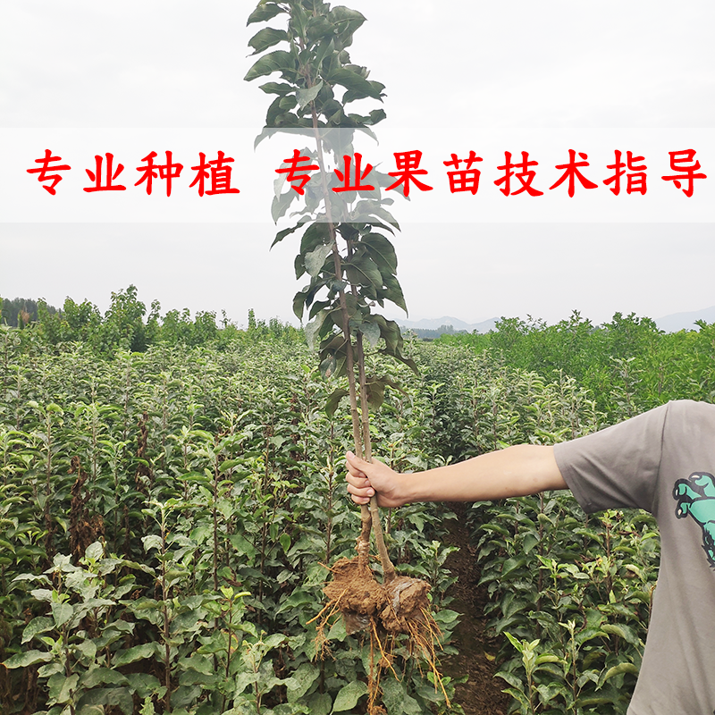 维纳斯黄金苹果苗包成活当年结果南北方种植死苗免费补发