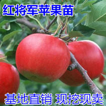 红将军苹果苗包成活当年结果南北方种植死苗免费补发