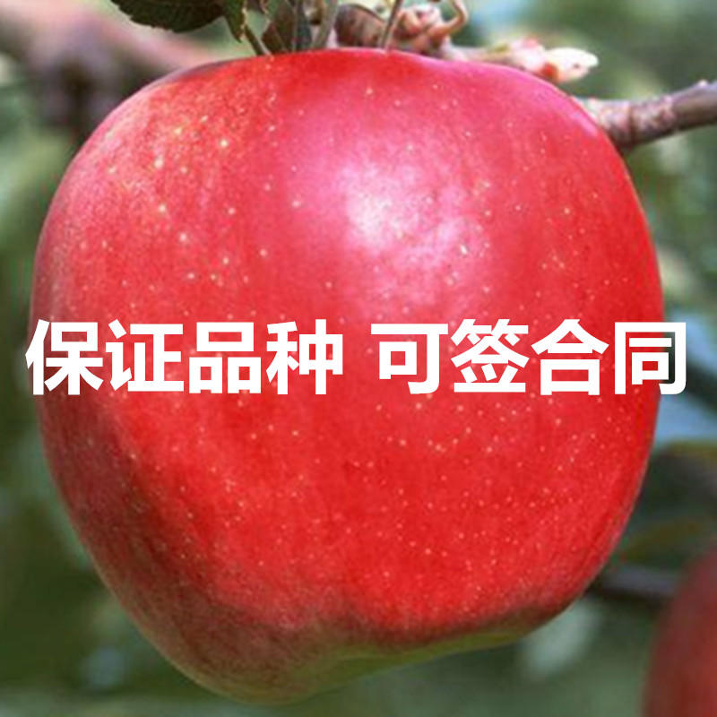 红将军苹果苗包成活当年结果南北方种植死苗免费补发