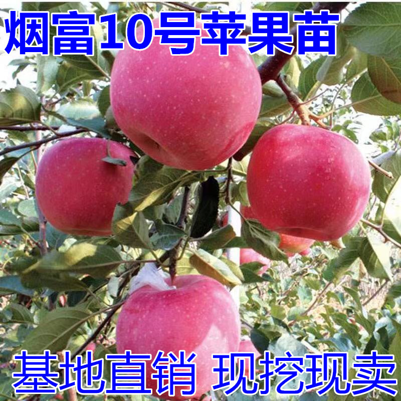 烟富10号苹果苗包成活当年结果南北方种植死苗免费补发