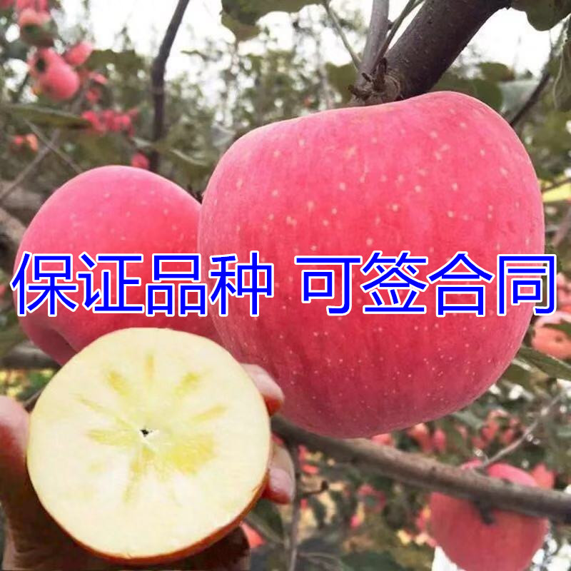 烟富10号苹果苗包成活当年结果南北方种植死苗免费补发