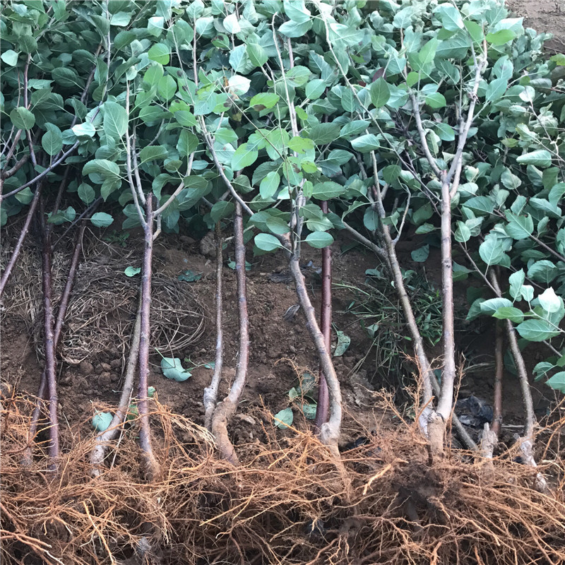 烟富10号苹果苗包成活当年结果南北方种植死苗免费补发