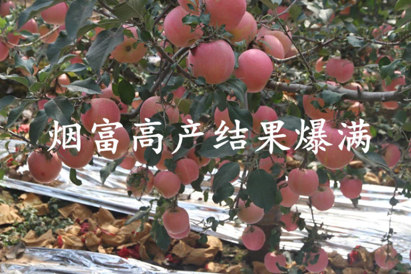 烟富10号苹果苗包成活当年结果南北方种植死苗免费补发