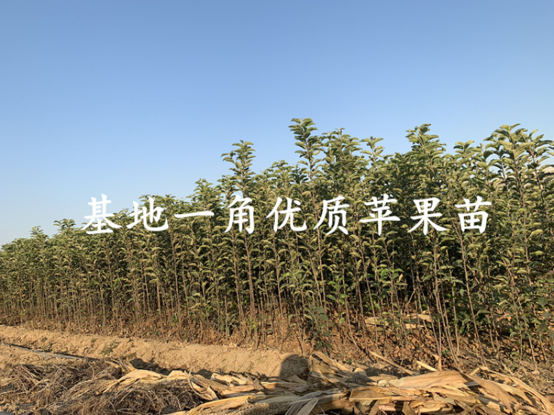 烟富10号苹果苗包成活当年结果南北方种植死苗免费补发