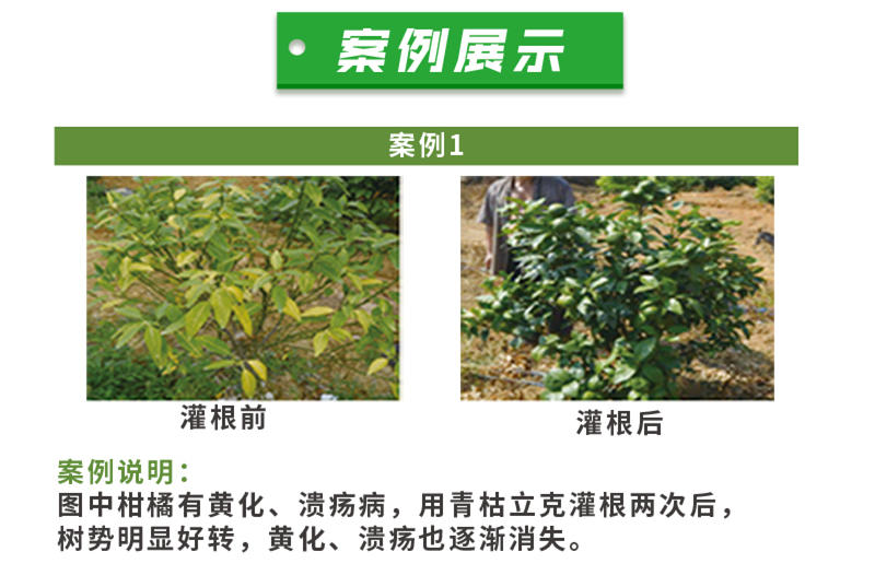 0.5%小檗碱青枯立克专治樱桃根腐病茎基腐病黄化死树包邮