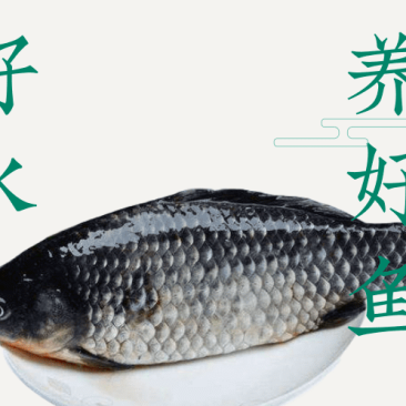 [一件代发][微商电商]2斤装水库大鲫鱼红烧炖汤孕妇小孩