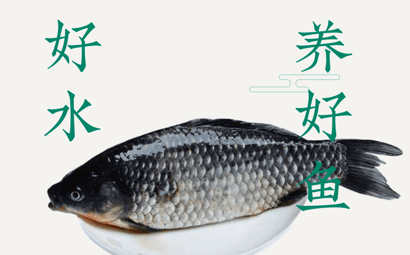[一件代发][微商电商]2斤装水库大鲫鱼红烧炖汤孕妇小孩