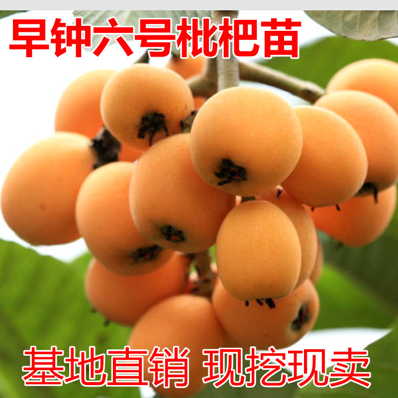 早钟六号枇杷苗包成活当年结果南北方种植死苗免费