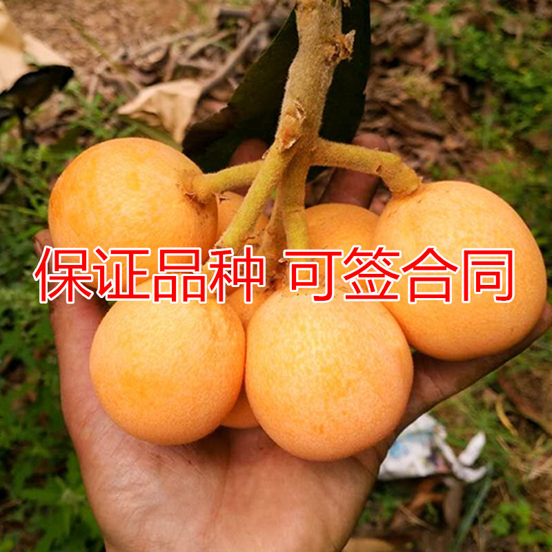 早钟六号枇杷苗包成活当年结果南北方种植死苗免费