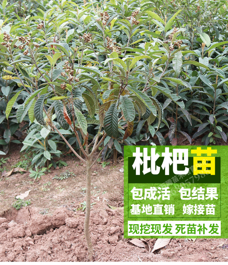 早钟六号枇杷苗包成活当年结果南北方种植死苗免费