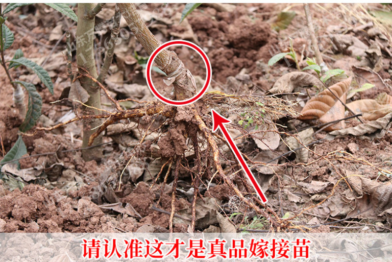 早钟六号枇杷苗包成活当年结果南北方种植死苗免费