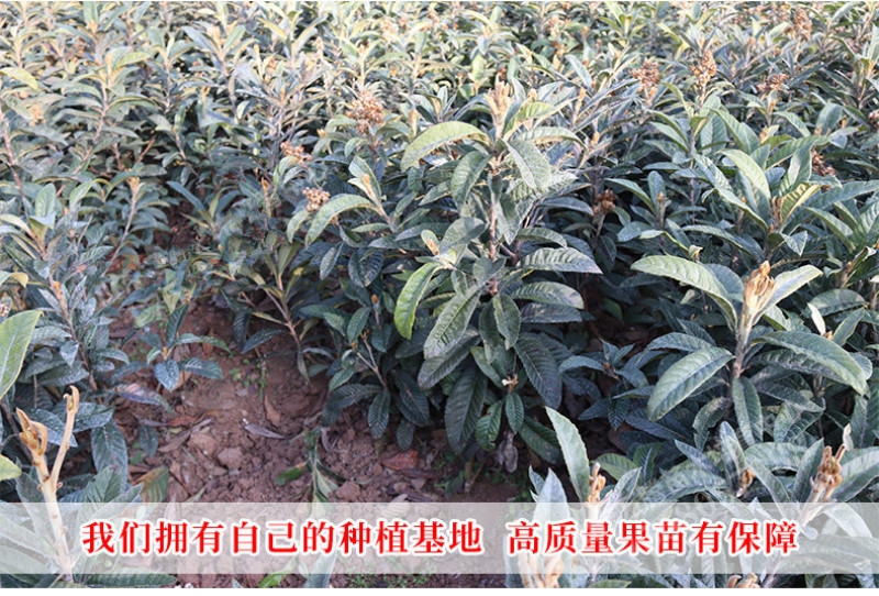 枇杷苗包成活现挖现卖当年结果南北方种植死苗免费补发