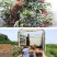 枇杷苗包成活现挖现卖当年结果南北方种植死苗免费补发