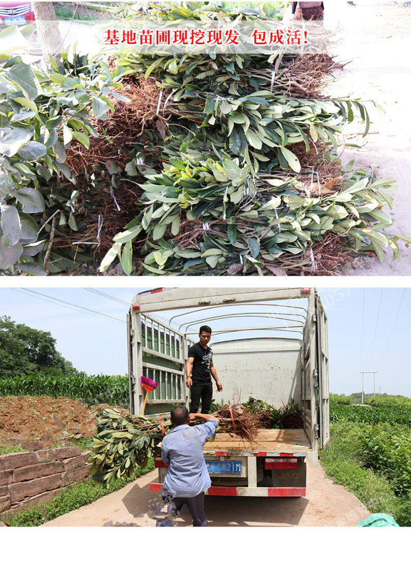 枇杷苗包成活现挖现卖当年结果南北方种植死苗免费补发