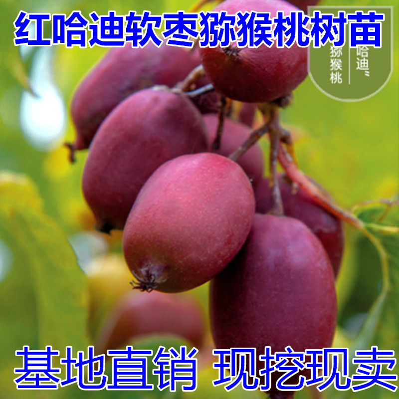 软枣猕猴桃树苗包成活当年结果南北方种植死苗免费