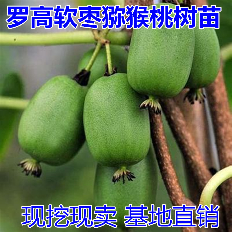 软枣猕猴桃树苗包成活当年结果南北方种植死苗免费