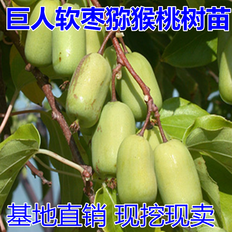 软枣猕猴桃树苗包成活当年结果南北方种植死苗免费