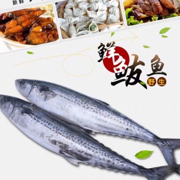 大鲅鱼！单条1.5-2斤左右！一件十斤！