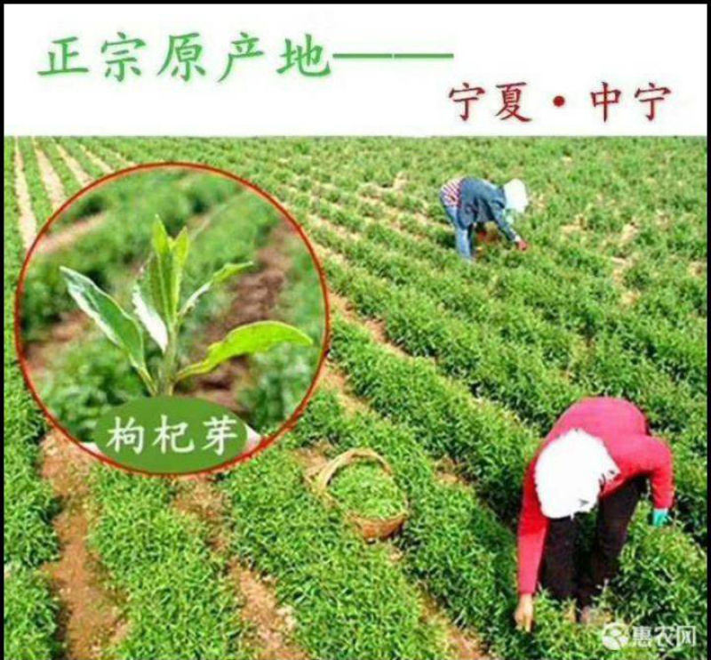 宁夏枸杞中宁枸杞罐装100g（非甘肃青海枸杞）包邮