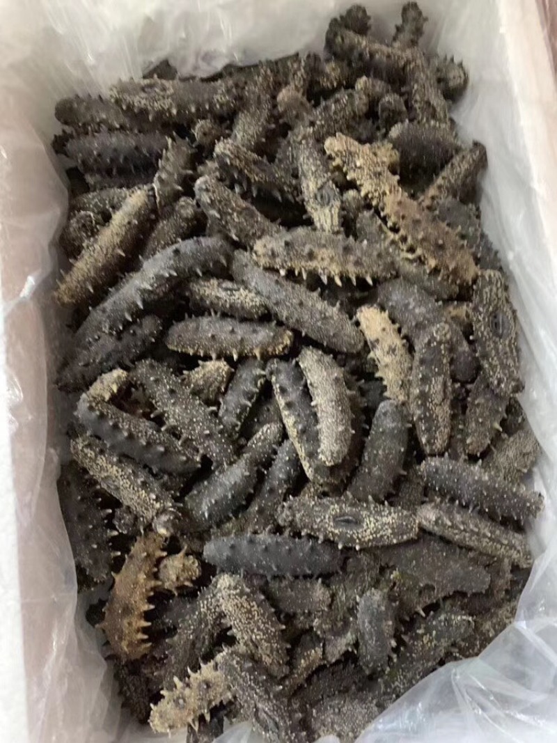 适合长期食用的一款淡干海参