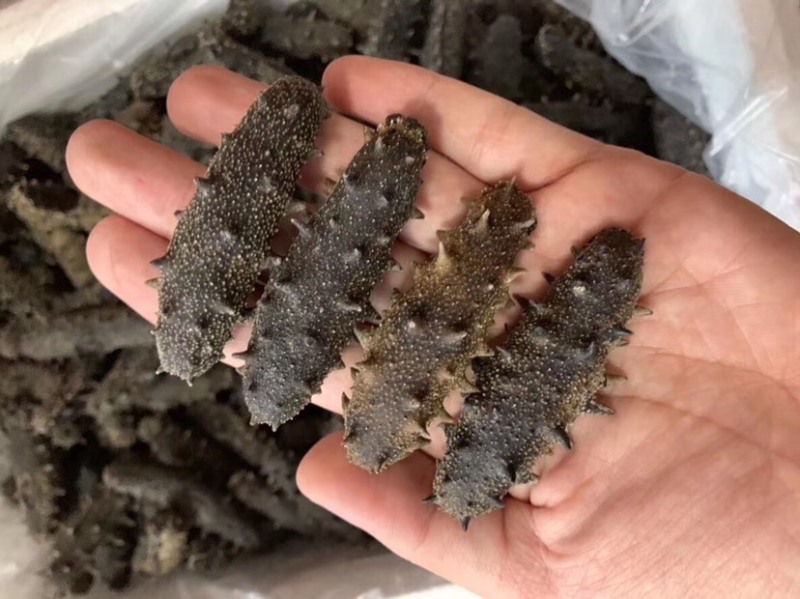 适合长期食用的一款淡干海参