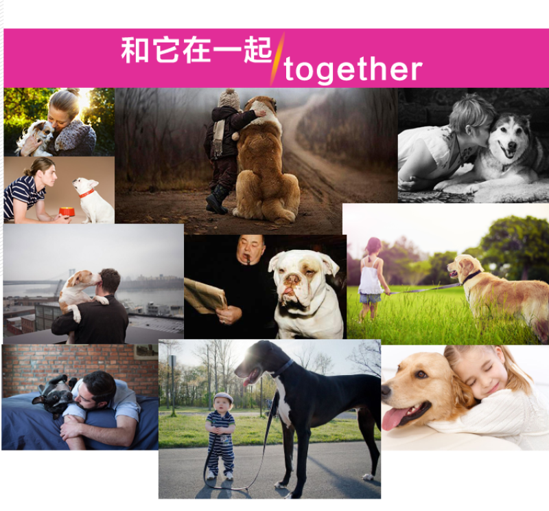 通用型成犬狗粮金毛拉布拉多马犬狼青流浪狗20kg40斤犬