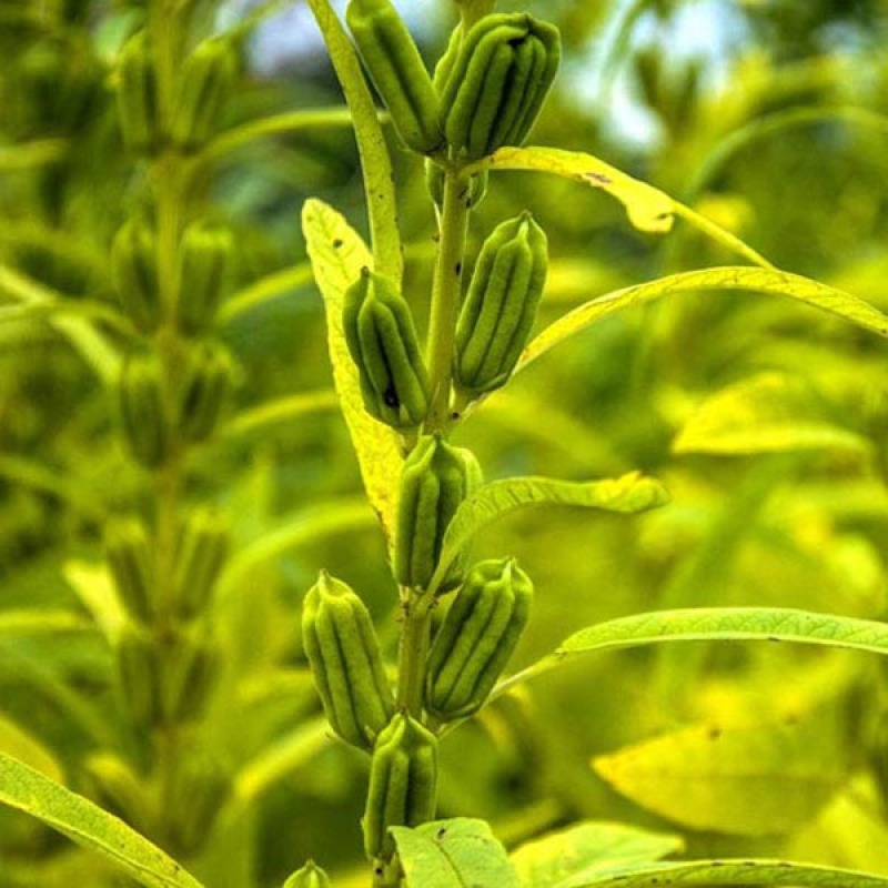 德保黑芝麻低温炒制香醇饱满