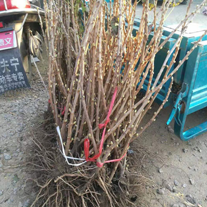黑加仑苗包成活现挖现卖当年结果南北方种植死苗免费补发