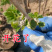 黑加仑苗包成活现挖现卖当年结果南北方种植死苗免费补发