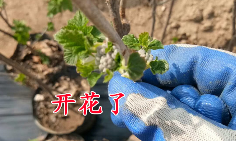 黑加仑苗包成活现挖现卖当年结果南北方种植死苗免费补发