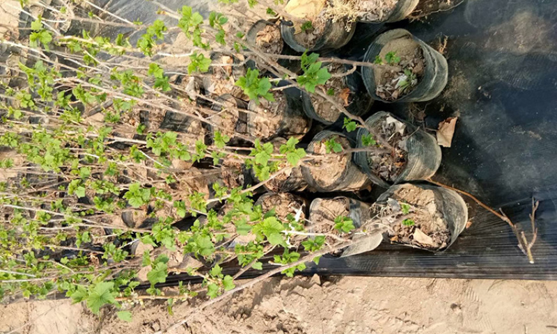 黑加仑苗包成活现挖现卖当年结果南北方种植死苗免费补发
