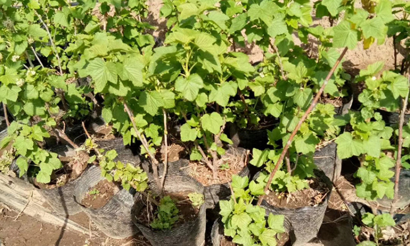 黑加仑苗包成活现挖现卖当年结果南北方种植死苗免费补发